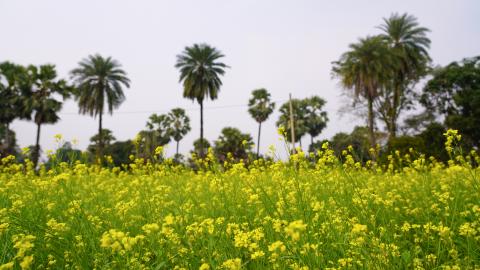 Mustard flower